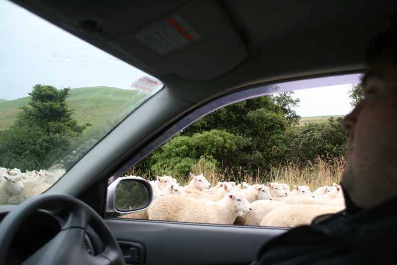 Nieuw-Zeeland 2011 - 1904